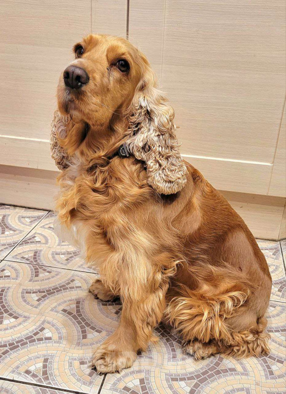 Собаки в Нижнем Новгороде: Щенок кокер спаниеля Мальчик, Бесплатно - фото 3