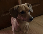 Собаки в других городах Тверской области: Щенки карликовой таксы Девочка, 30 000 руб. - фото 5