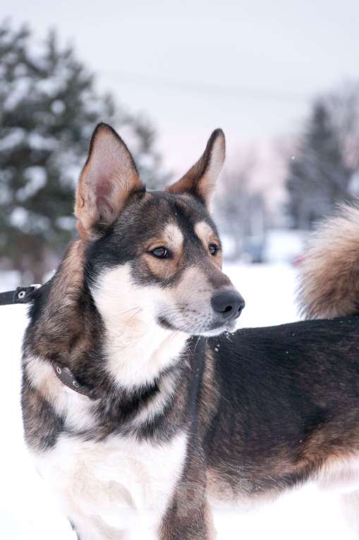 Собаки в Ногинске: Внимание: найден источник бесконечной энергии! Зовут Джои. Нужен добрый и терпеливый диспетчер! Мальчик, Бесплатно - фото 10