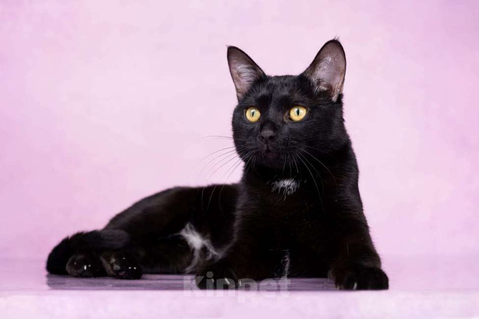 Кошки в Москве: Котик Найт ищет семью  Мальчик, Бесплатно - фото 1