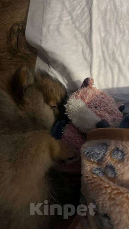 Собаки в Тольятти: Продам щенка померанский шпиц девочка 2 месяца абсолютно здорова пишите расскажу подробнее Девочка, Бесплатно - фото 5