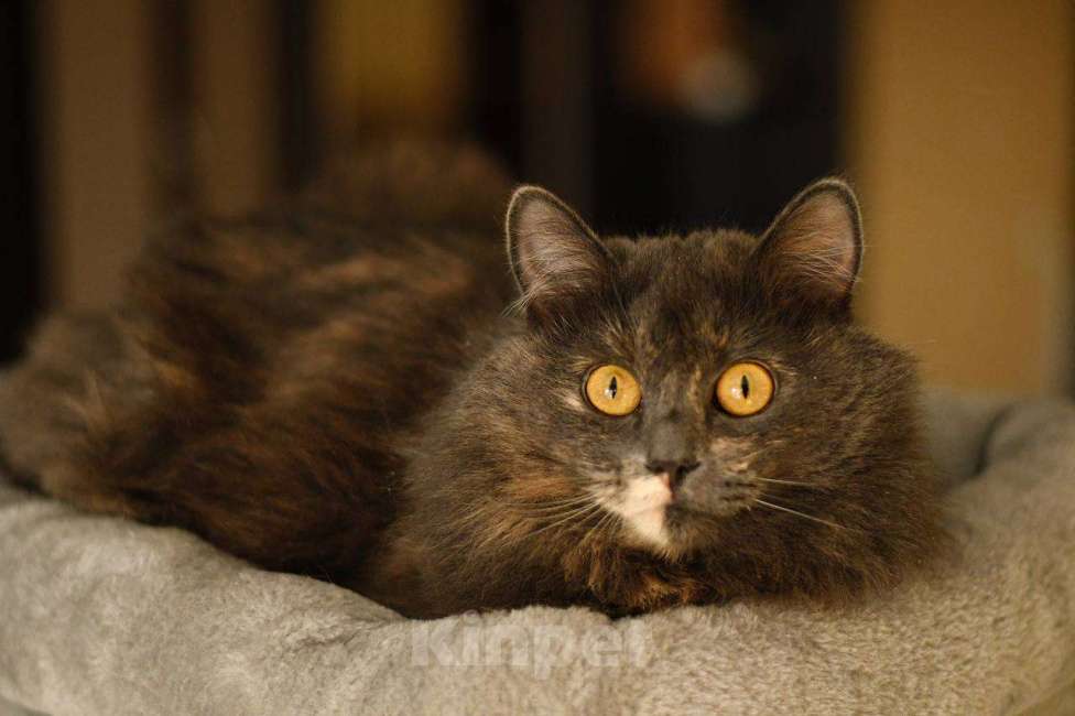 Кошки в Москве: кошка Хлоя в добрые руки Девочка, Бесплатно - фото 3