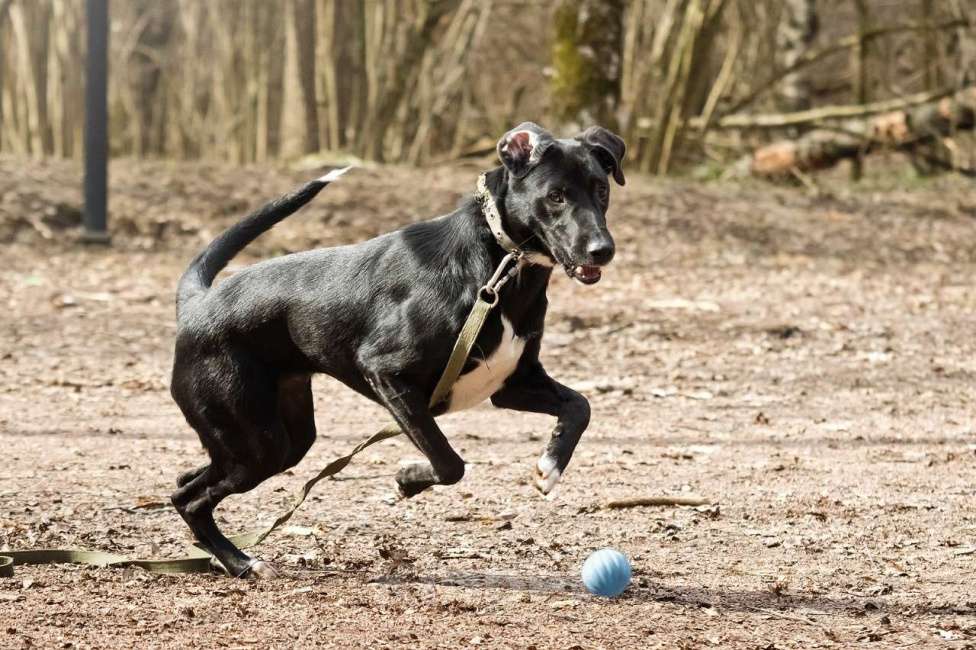 Собаки в Москве: Красавица Бусинка ищет дом! Девочка, Бесплатно - фото 5