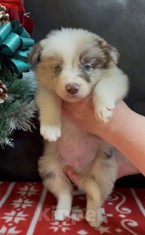 Собаки в других городах Московской области: Бордер колли шоколадно-мраморный мальчик Мальчик, 90 000 руб. - фото 2