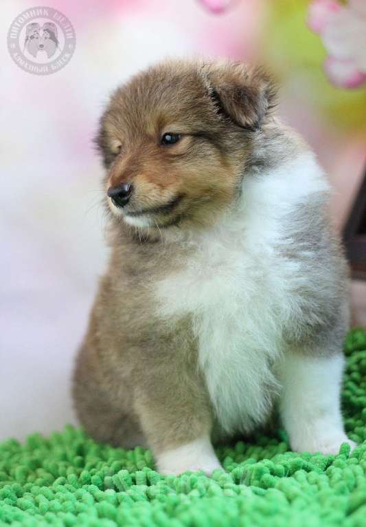 Собаки в Москве: Кобель шелти 2 мес Мальчик, 115 000 руб. - фото 2
