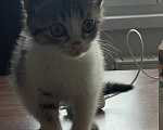 Кошки в Краснодаре: Котенок в добрые руки Девочка, Бесплатно - фото 8