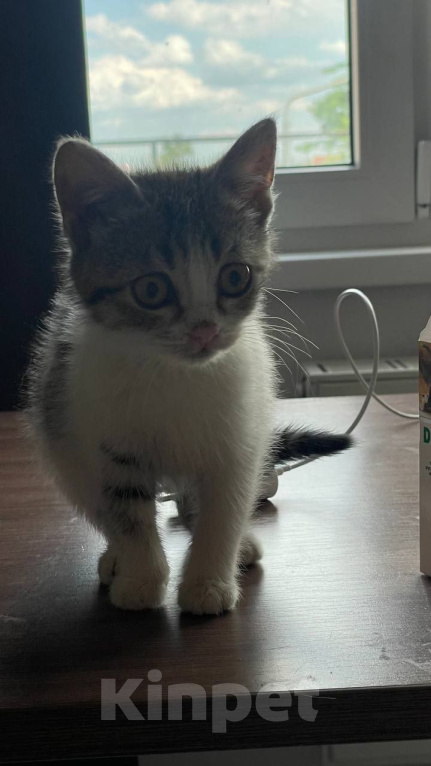 Кошки в Краснодаре: Котенок в добрые руки Девочка, Бесплатно - фото 8