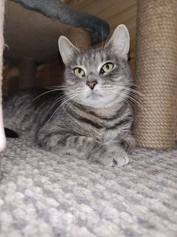 Кошки в Котельнике: Кошечка в добрые руки Девочка, Бесплатно - фото 3