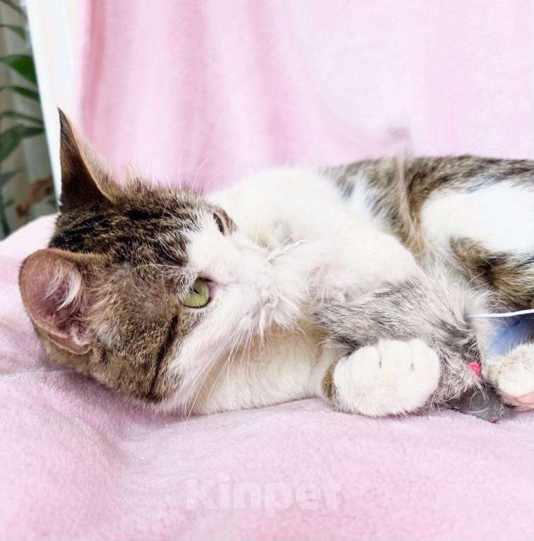 Кошки в Москве: Не просто кошка - королева в добрые руки Девочка, Бесплатно - фото 2