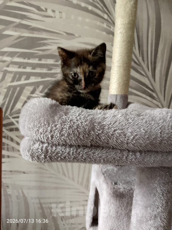 Кошки в Москве: Котёнок черепахового окраса Девочка, Бесплатно - фото 7