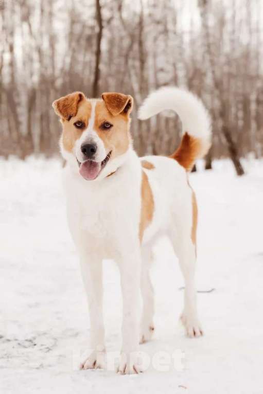 Собаки в Москве: Джайв Мальчик, Бесплатно - фото 6