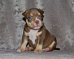 Собаки в Москве: Щенки Американский булли Мальчик, 80 000 руб. - фото 4