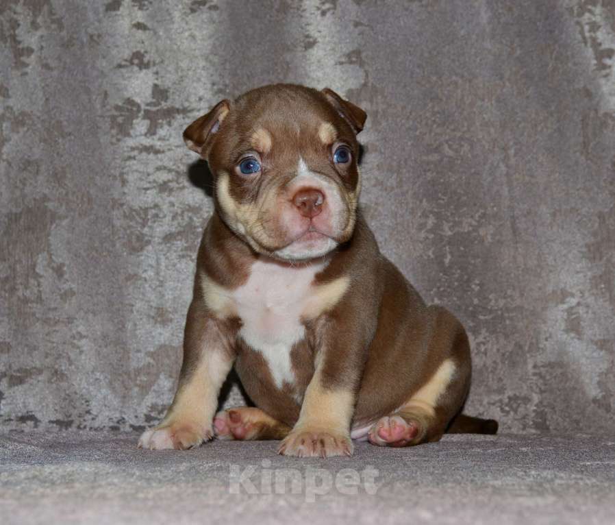 Собаки в Москве: Щенки Американский булли Мальчик, 80 000 руб. - фото 4
