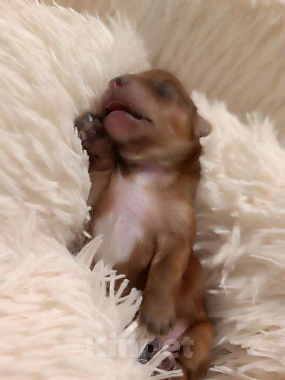 Собаки в Мытищах: Продажа Маленький руссаленок Мальчик, 70 000 руб. - фото 1