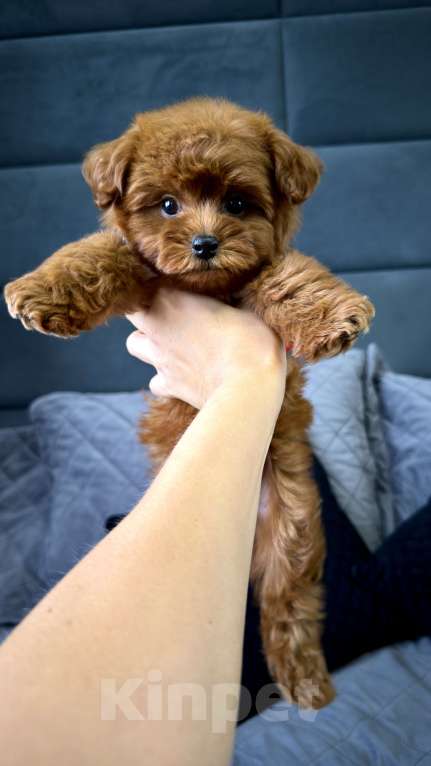 Собаки в Москве: Той пудель Тедди Мальчик, 240 000 руб. - фото 3