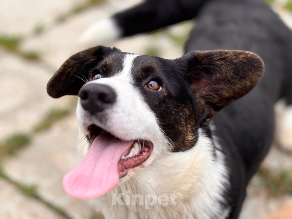 Собаки в Москве: Эдж корги  Мальчик, 25 000 руб. - фото 1