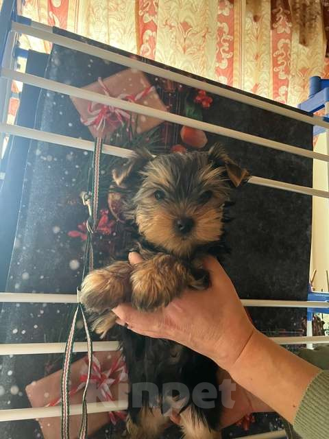 Собаки в других городах Московской области: Норрис Мальчик, 40 000 руб. - фото 3