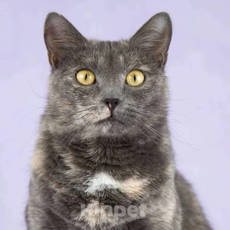 Кошки в Москве: Спасите Лизу из клеточки! Девочка, Бесплатно - фото 2