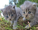 Кошки в Барнауле: Пушистые Рыжие и Голубые. Очаровательные котята., 100 руб. - фото 2