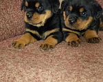 Собаки в Шатуре: Ротвейлер на вязку, щенки на продажу, 5 000 руб. - фото 2