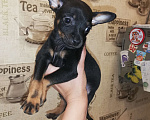 Собаки в Клине: Щеночки Мальчик, 11 000 руб. - фото 2