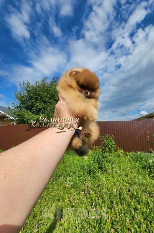 Собаки в Москве: Супер курносая девочка померанского шпица Девочка, Бесплатно - фото 2