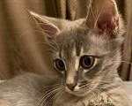 Кошки в Москве: Красавица Адель - котенок, 2,5 месяца Девочка, Бесплатно - фото 1