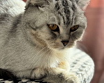 Кошки в Новороссийске: Кошка в добрые руки Девочка, 200 руб. - фото 1