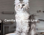 Кошки в Наро-Фоминске: Camilla. Female. MCO fs25 born June 14.2025 Девочка, 120 000 руб. - фото 3