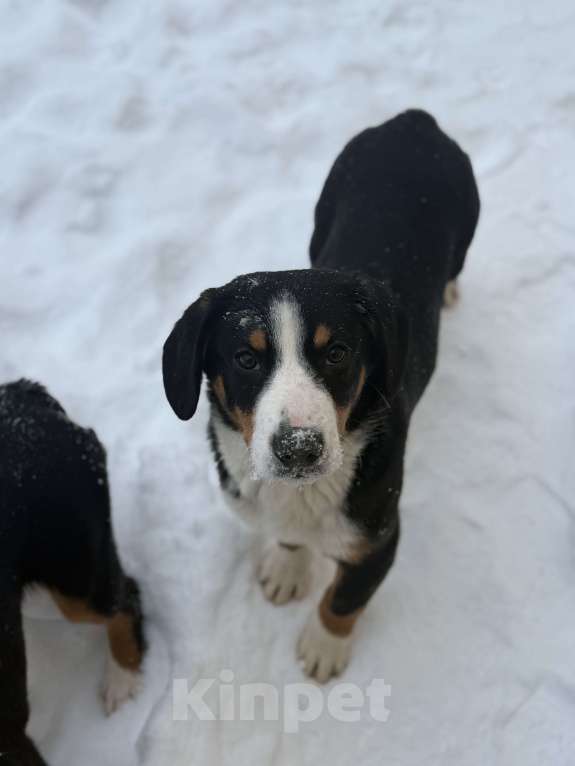 Собаки в Москве: Энтлебухер супер друг Мальчик, 30 000 руб. - фото 1