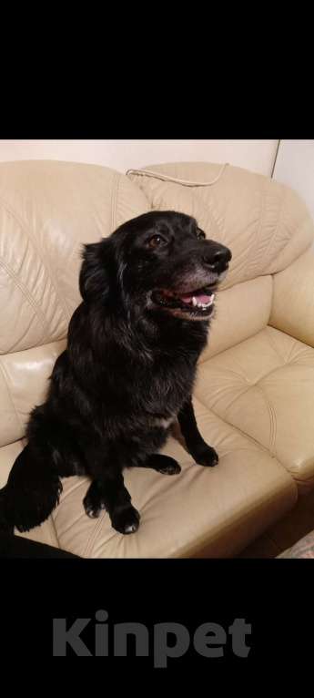 Собаки в Санкт-Петербурге: Отдам собачку бесплатно. Девочка, Бесплатно - фото 4