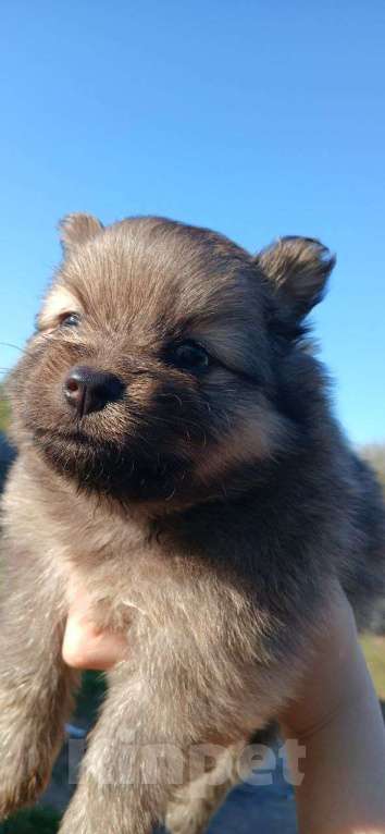 Собаки в Перми: Немецкий шпиц мини Девочка, 20 000 руб. - фото 4