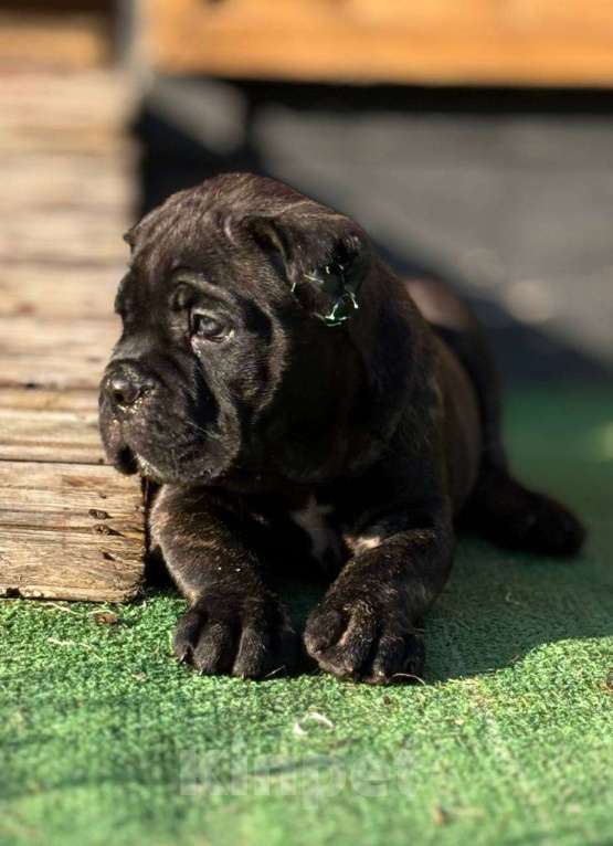 Собаки в других городах Московской области: Открыт к бронированию помет в питомнике Ретро Роше Девочка, Бесплатно - фото 2