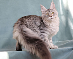 Кошки в Мытищах: Котенок Мейн-кун Девочка, 40 000 руб. - фото 3