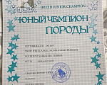 Собаки в Невинномысске: На продажу щенок Голддаст йоркширский терьер Мальчик, 85 000 руб. - фото 6