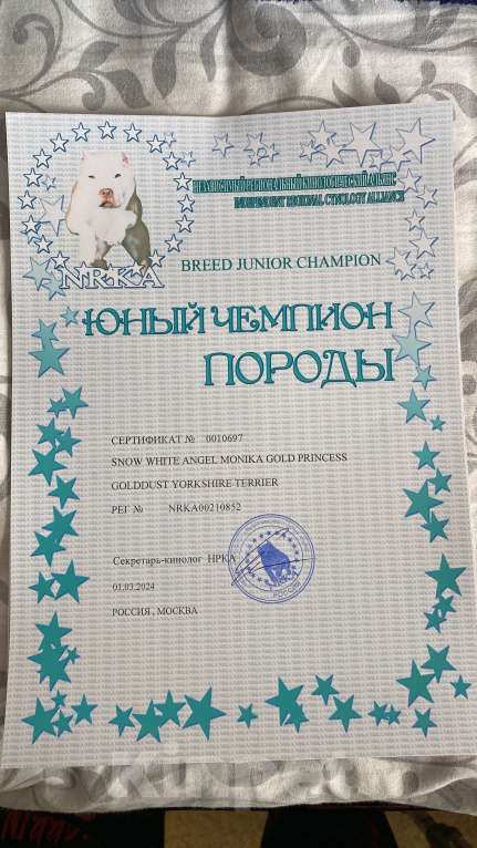 Собаки в Невинномысске: На продажу щенок Голддаст йоркширский терьер Мальчик, 85 000 руб. - фото 6