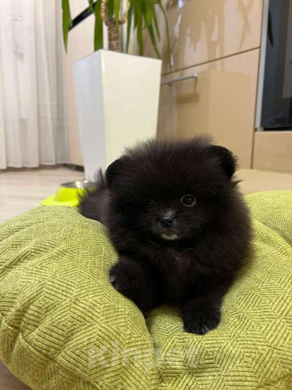 Собаки в Люберцах: Ищут семью 2 девочки и один мальчик  Девочка, 40 000 руб. - фото 9