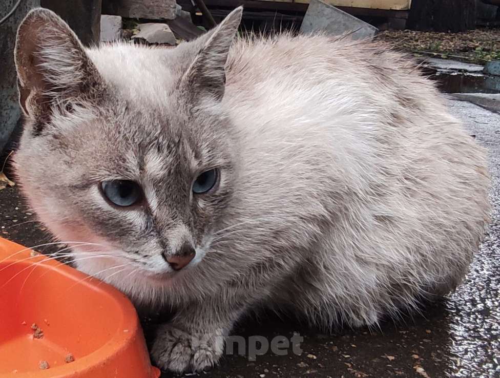 Кошки в других городах Московской области: Кошечка голубоглазая Девочка, Бесплатно - фото 1