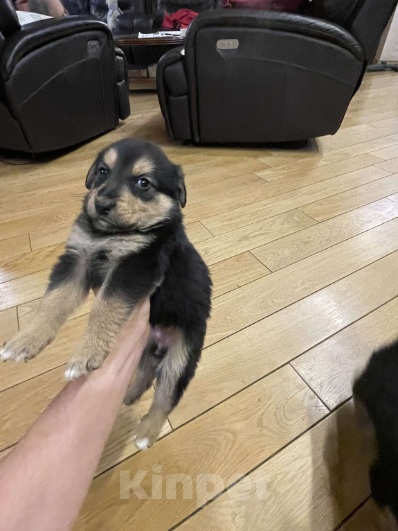 Собаки в Апрелевке: Босерон метис щенки Девочка, 5 000 руб. - фото 3