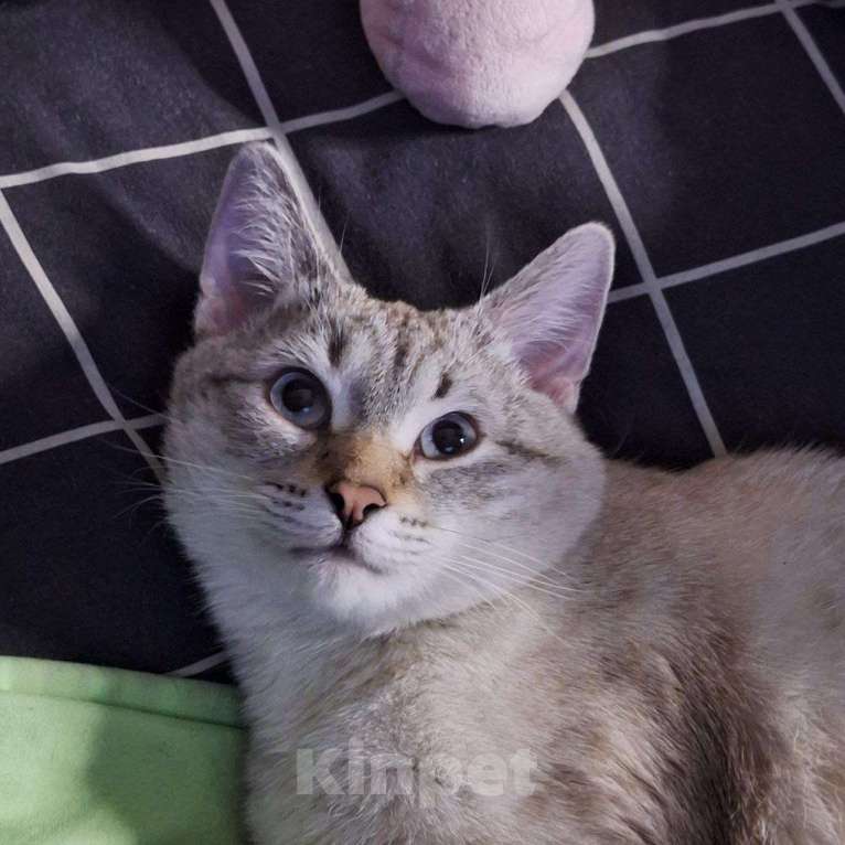 Кошки в Липецке: Голубоглазый красавец - Кефир) Мальчик, Бесплатно - фото 5