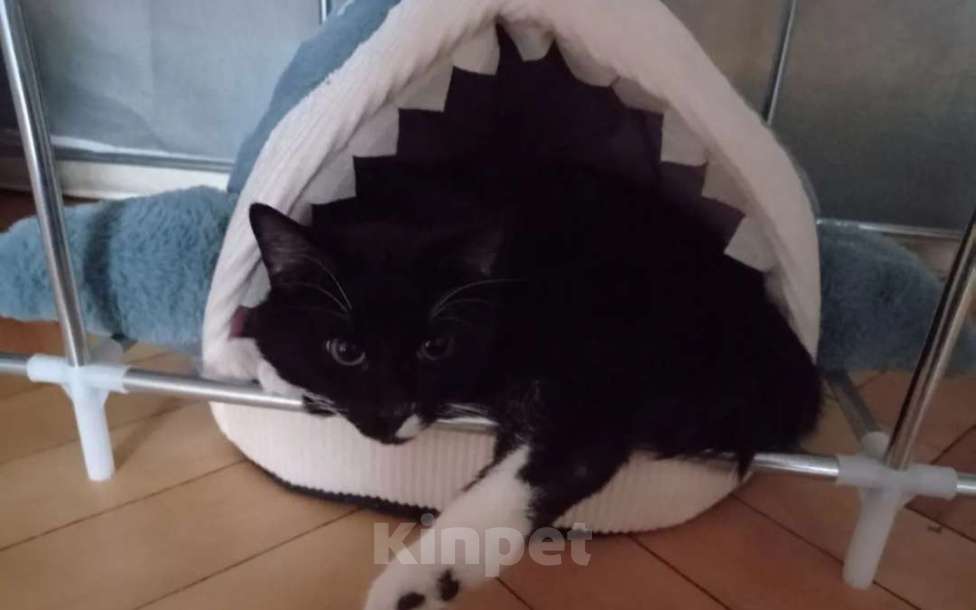 Кошки в Санкт-Петербурге: Кот в добрые руки  Мальчик, Бесплатно - фото 2