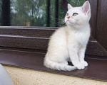 Кошки в Москве: Шотландские котята  Мальчик, 5 000 руб. - фото 7