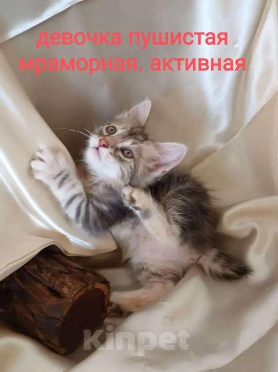 Кошки в Москве: котята курильские бобтейлы шикарного мраморного окраса Разнополые, 5 000 руб. - фото 5
