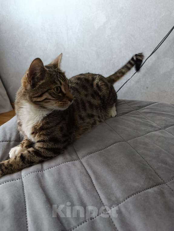 Кошки в Санкт-Петербурге: Отдам кота в добрые руки Мальчик, Бесплатно - фото 1