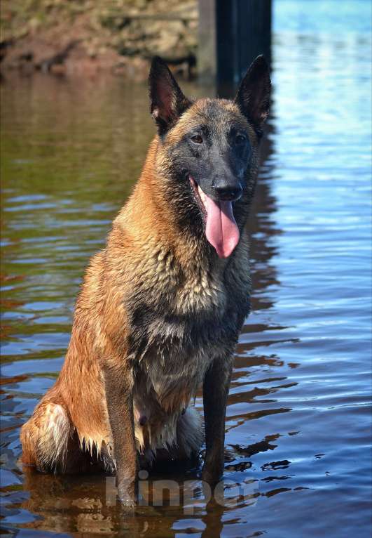 Собаки в Москве: Щенки Малинуа Разнополые, Бесплатно - фото 10