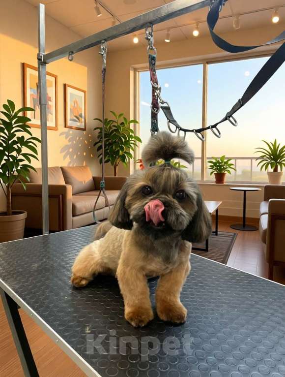 Собаки в Москве: Ши-тцу девочка взрослая Девочка, 120 000 руб. - фото 2