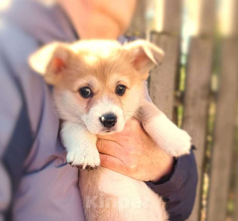 Собаки в других городах Ленинградской области: Продажа  щенков вельш корги пемброк Разнополые, 70 000 руб. - фото 1