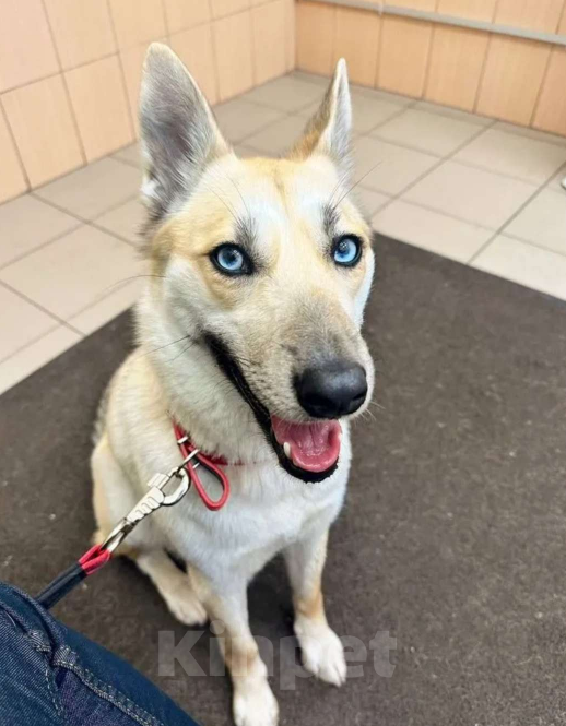 Собаки в других городах Московской области: Собака в добрые руки Девочка, Бесплатно - фото 4