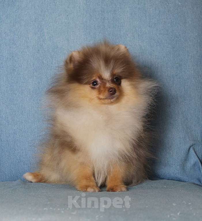 Собаки в Москве: Мальчик померанский шпиц Мальчик, 50 000 руб. - фото 2