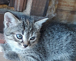 Кошки в Тюмени: В добрые руки Девочка, Бесплатно - фото 1